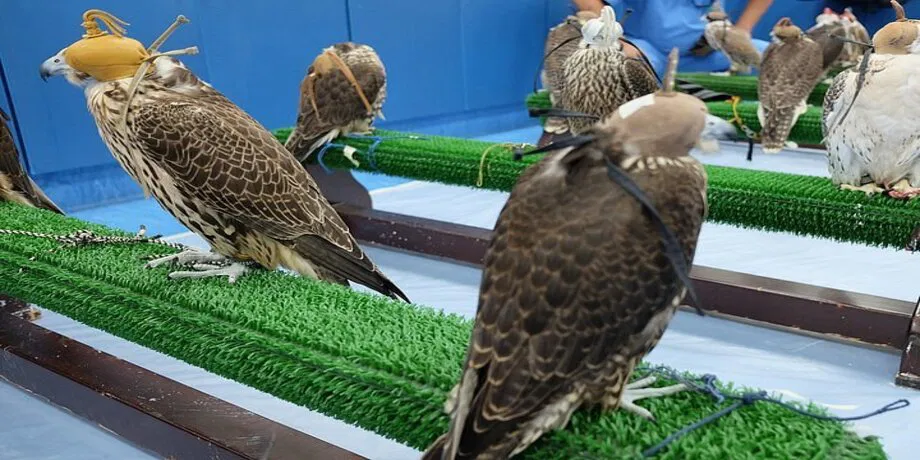 Abu Dhabi Falcon Hospital Tour with Hotel Transfer | Book Now | Alikeimage