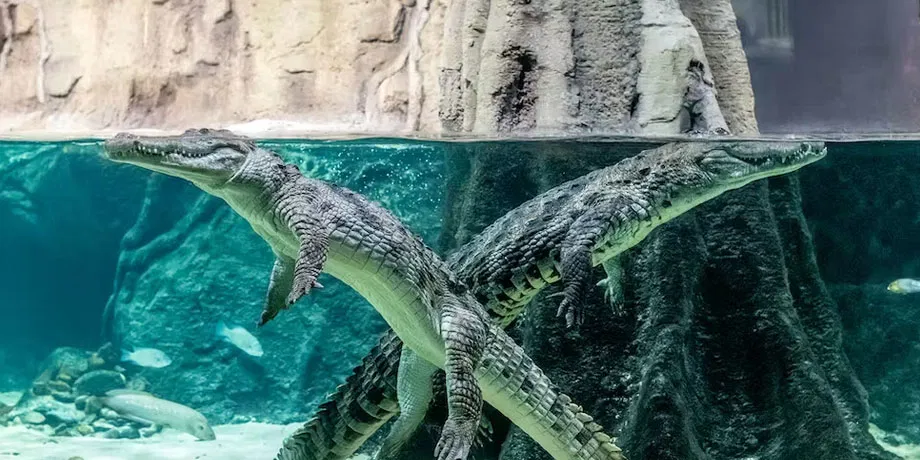 Aquatis Aquarium-Vivarium Entrance Tickets | Book Now | Alikeimage