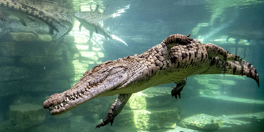 Crocodile Park Dubai | Book Now | Alikeimage