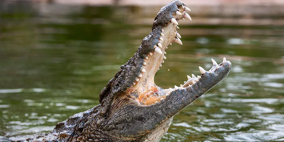 Crocodile Park Dubai | Book Now | Alikeimage