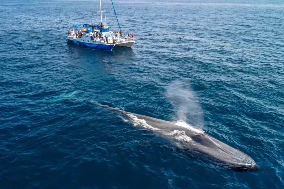 Dana Point Dolphin And Whale-Watching Safari | Book Now | Alikeimage