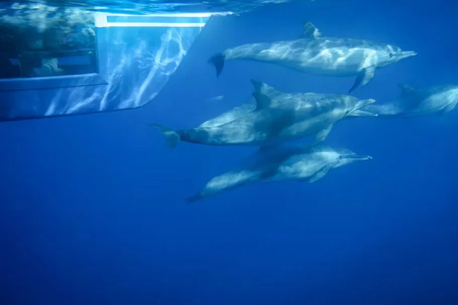 Dana Point Dolphin And Whale-Watching Safari | Book Now | Alikeimage