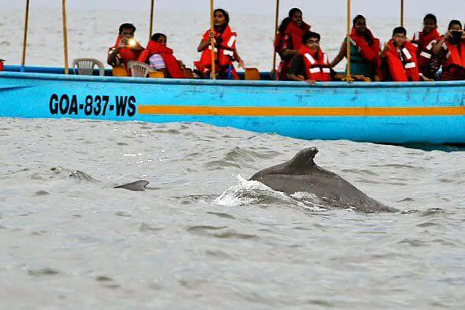Dolphin Adventure at Coco Beach, Goa | Book Now | Alikeimage