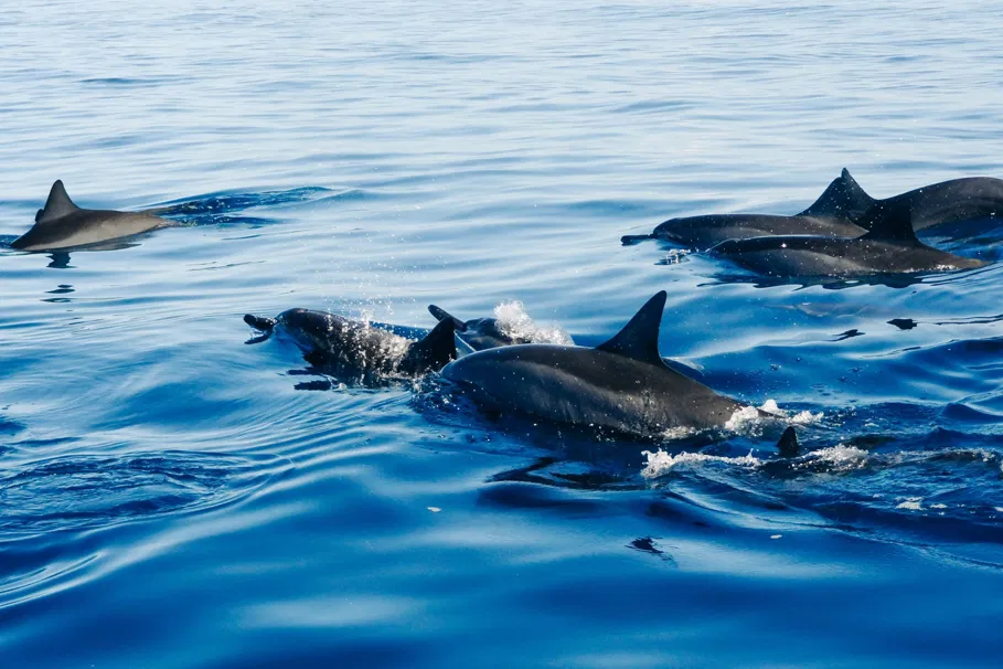 Dolphin Adventure at Coco Beach, Goa | Book Now | Alikeimage