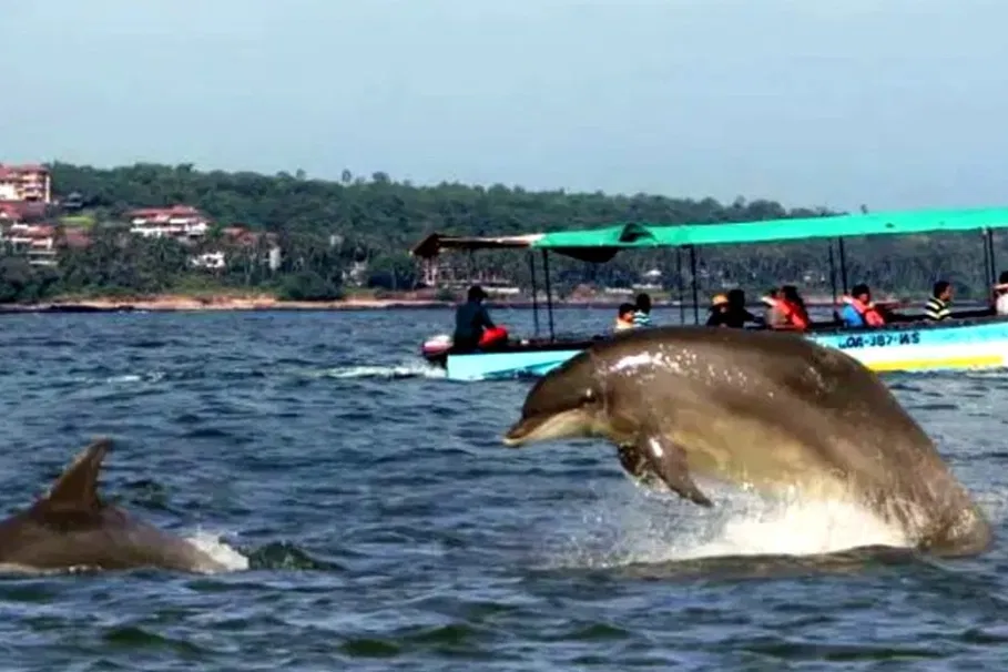 Dolphin Adventure at Coco Beach, Goa | Book Now | Alikeimage