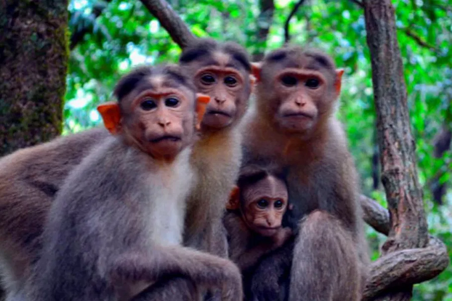Dudhsagar Waterfalls Full Day Tour | Book Now | Alikeimage