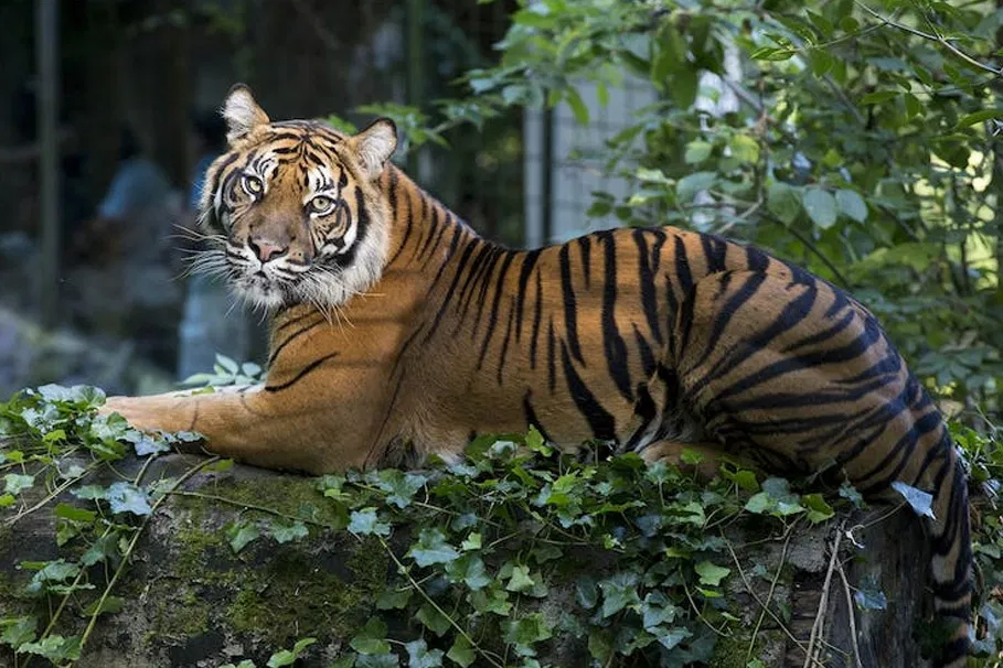 Entrance ticket for ZooParc de Beauval | Tours & Travel Packages | Alikeimage