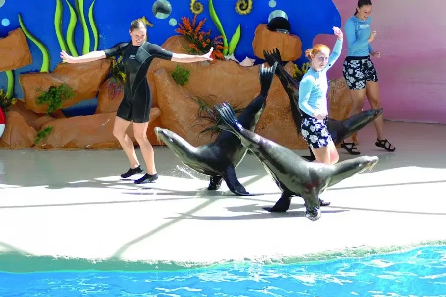 Grand Bahama Tour With Optional Pig Beach Visit | Book Now | Alikeimage