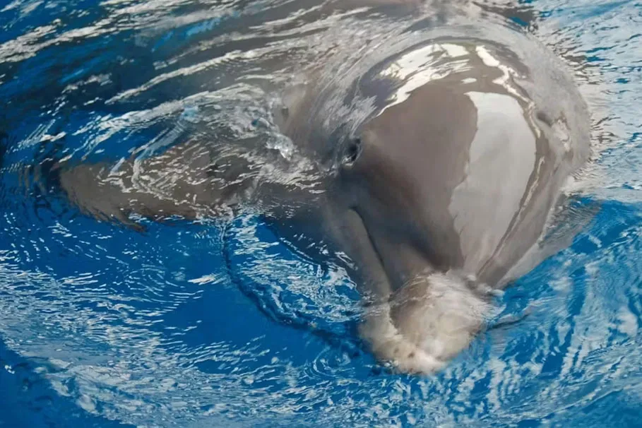 Grand Bahama Tour With Optional Pig Beach Visit | Book Now | Alikeimage