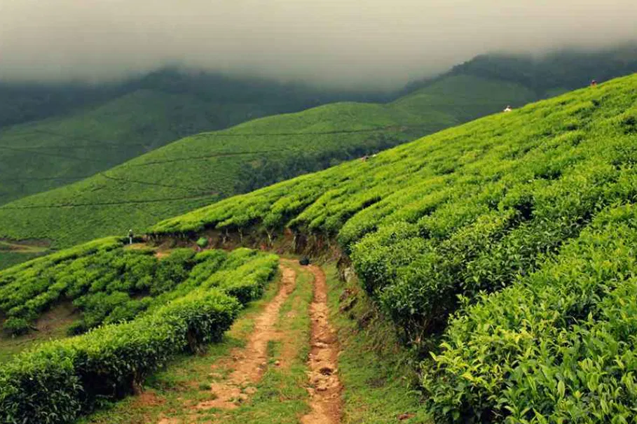 Jeep Safari to Kolukkumalai - Off Road 4 Wheel Drive | Book Now | Alikeimage
