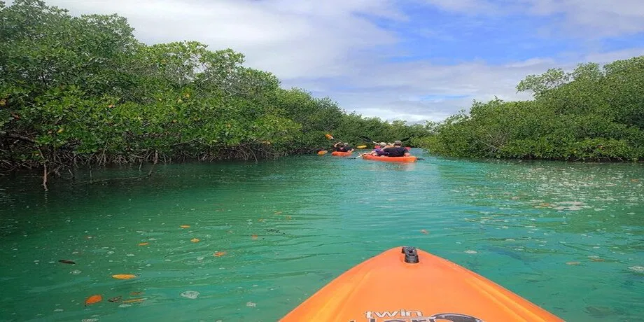 Mangrove Kayaking Tour with Hotel Transfer | Book Now | Alikeimage
