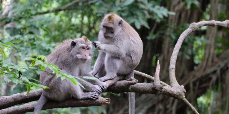 Monkey Forest | Book Now | Alikeimage