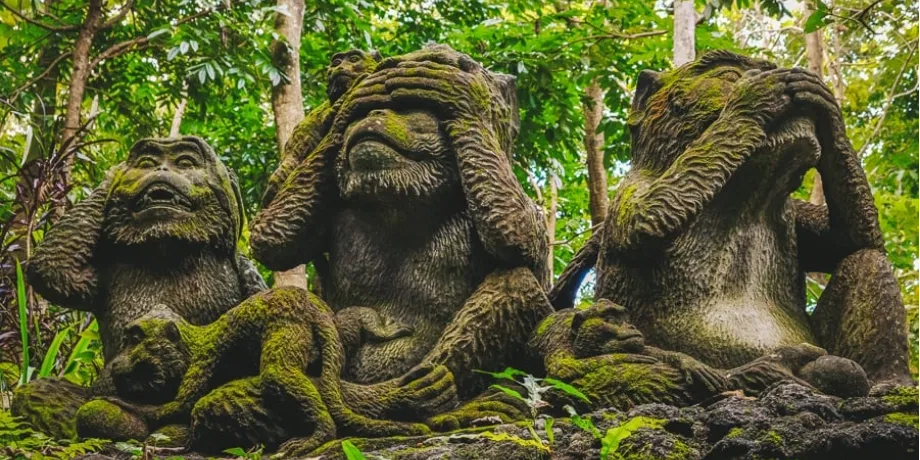 Monkey Forest | Book Now | Alikeimage