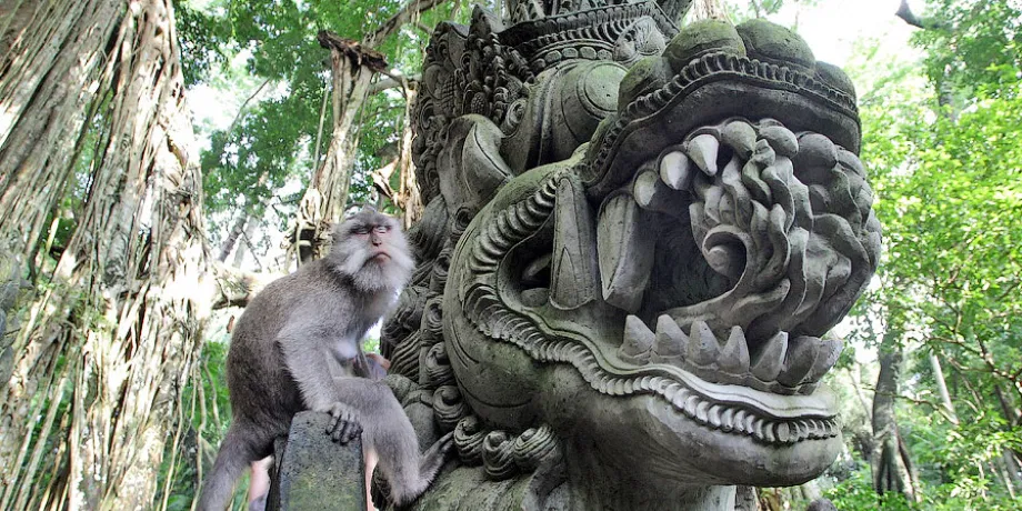 Monkey Forest | Book Now | Alikeimage