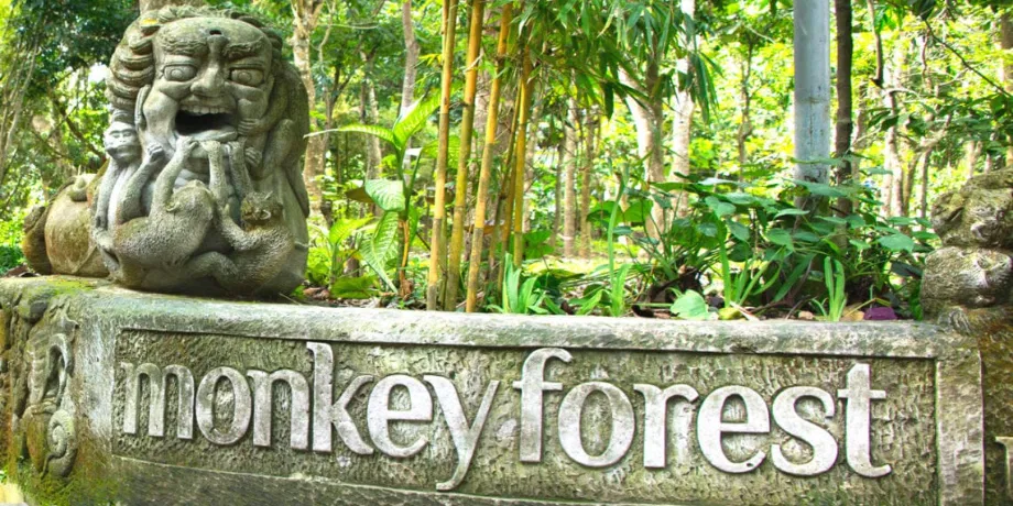 Monkey Forest | Book Now | Alikeimage