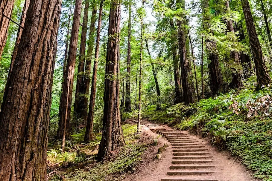 Muir Woods And Aquarium Of The Bay Combo Tour | Book Now | Alikeimage