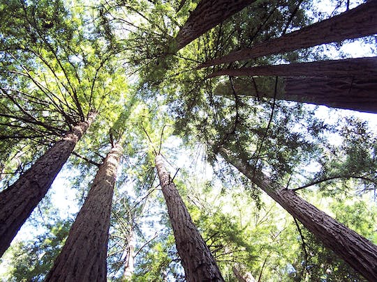 Muir Woods Half Day Tour With Sausalito Ferry | Book Now | Alikeimage