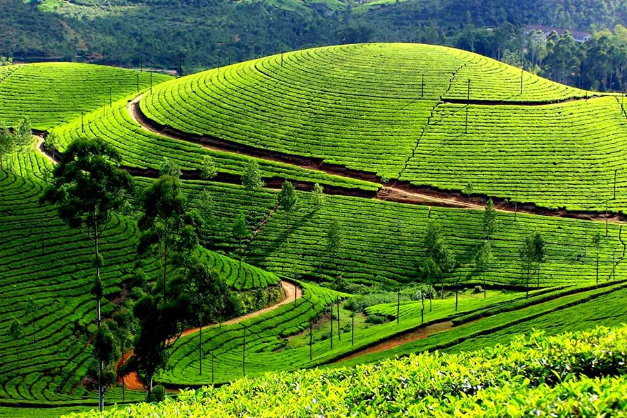 Outstation Transfer from Munnar Town | Book Now | Alikeimage