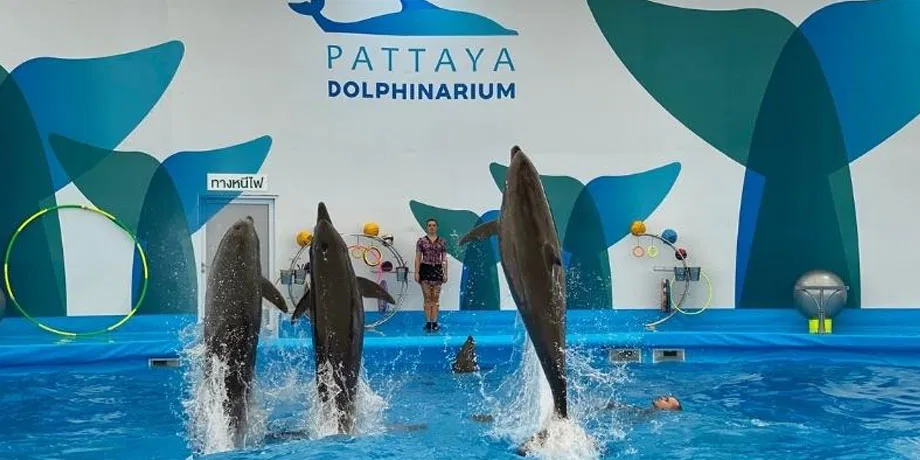 Pattaya Dolphinarium | Book Now | Alikeimage