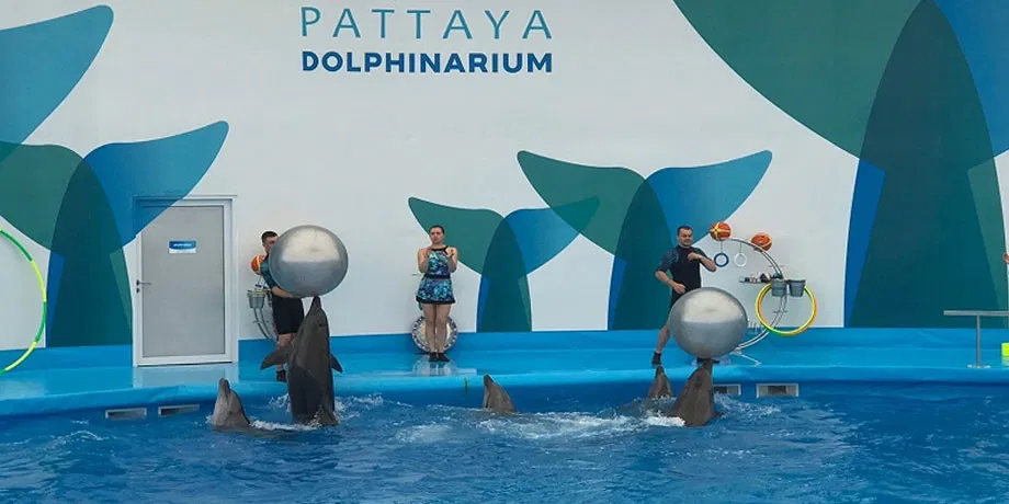 Pattaya Dolphinarium | Book Now | Alikeimage