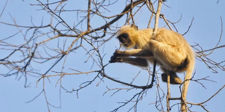 Taj Tour and Tiger Safari | Book Now | Alikeimage