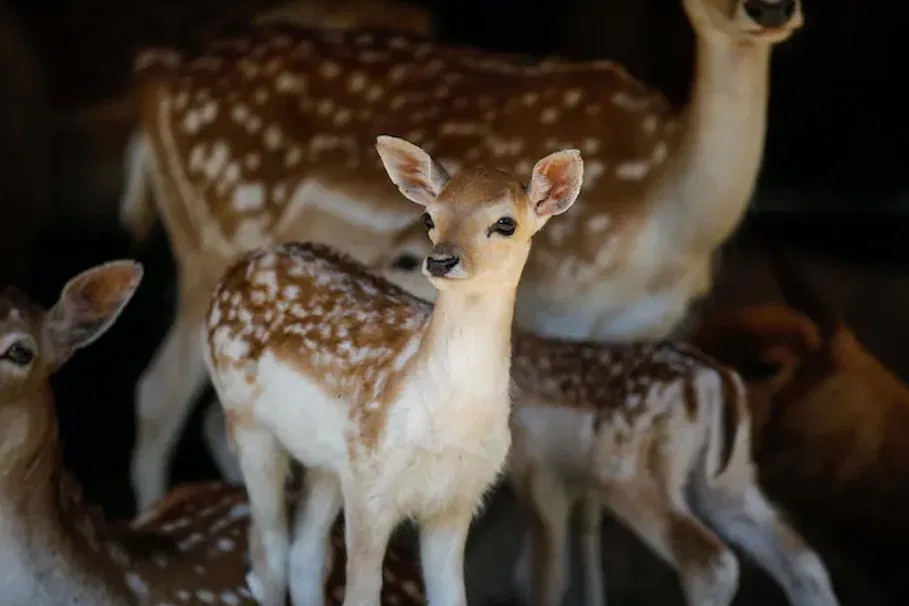 Tickets for Villa Pallavicino Park | Tours & Travel Packages | Alikeimage