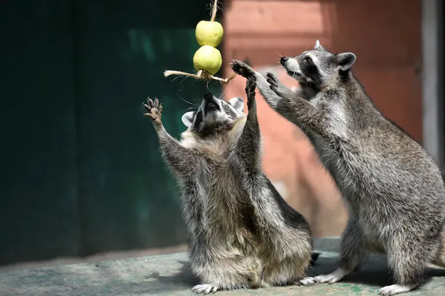 Tickets for Villa Pallavicino Park | Tours & Travel Packages | Alikeimage