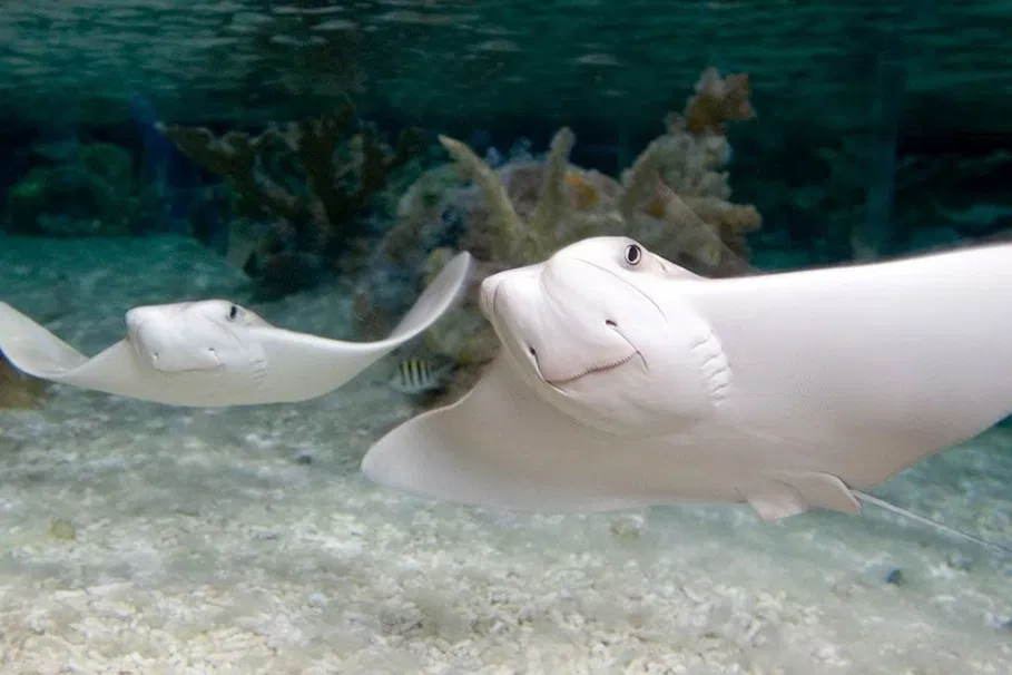 Tickets to SEA LIFE Orlando Aquarium | Tours & Travel Packages | Alikeimage