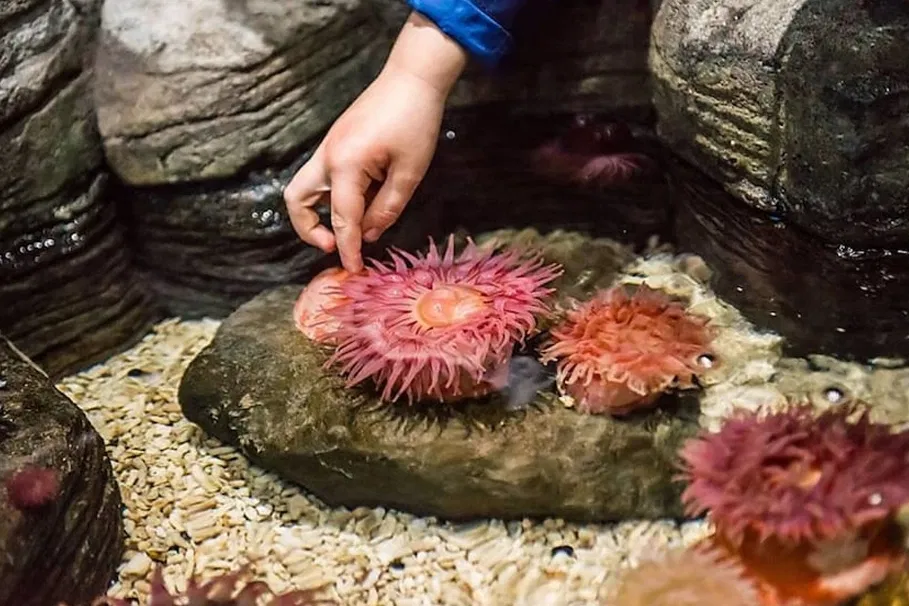 Tickets to SEA LIFE Orlando Aquarium | Tours & Travel Packages | Alikeimage