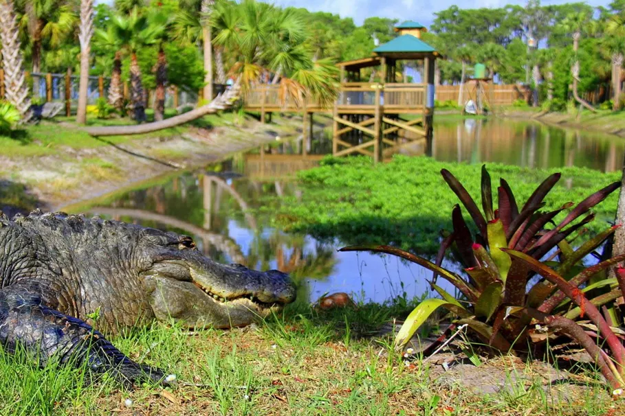 Ultimate Wild Florida adventure package | Tours & Travel Packages | Alikeimage