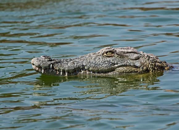 Snap up a 30% discount at Dubai Crocodile Park