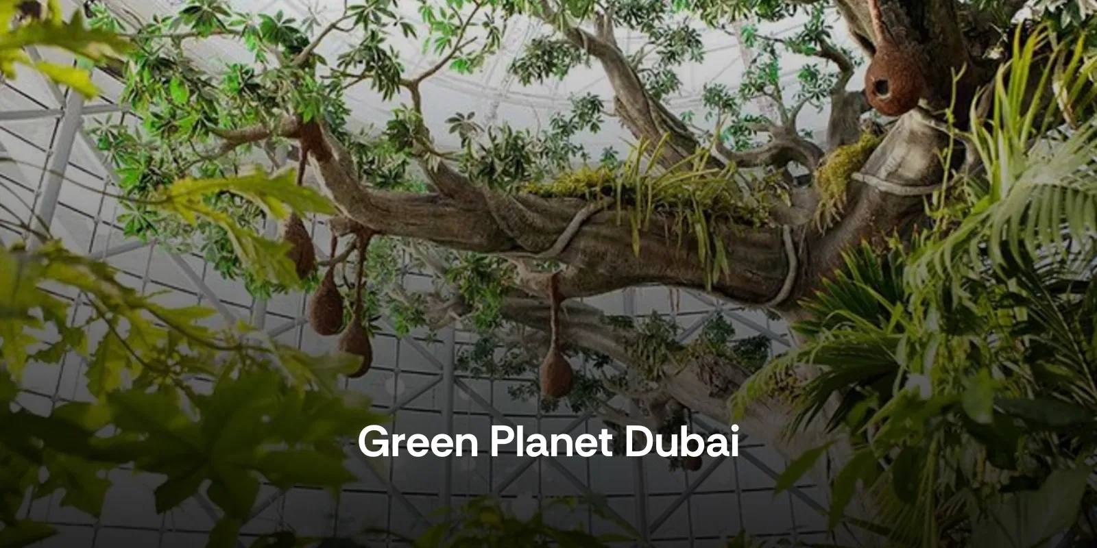 Green Planet Dubai  a Rainforest Adventure in the Heart of the City   Dubai   Alike