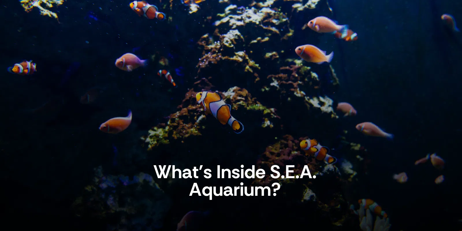 What's Inside S.e.a. Aquarium   Alike