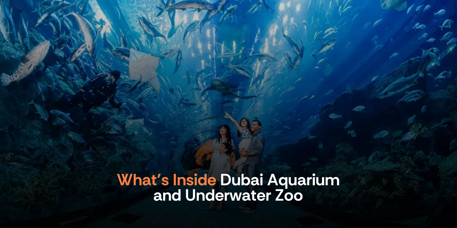 What’s Inside Dubai Aquarium and Underwater Zoo   Dubai   Uae   Alike