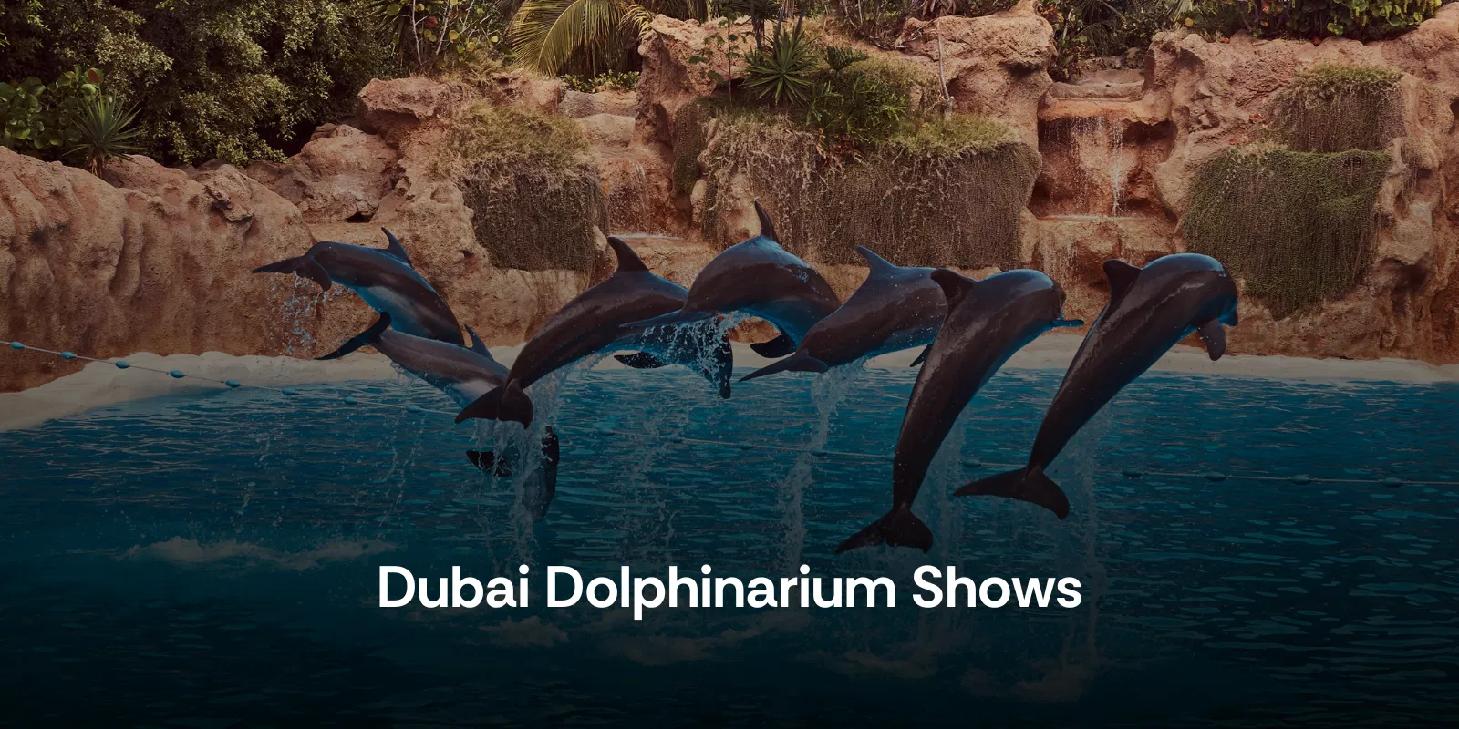 Dubai Dolphinarium Shows  Where Kids Meet the Ocean’s Stars   Dubai   Alike
