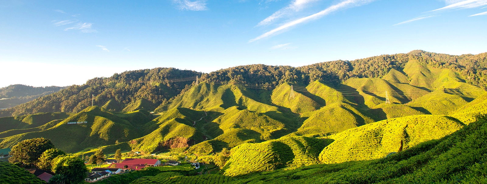 Cameron Highlands