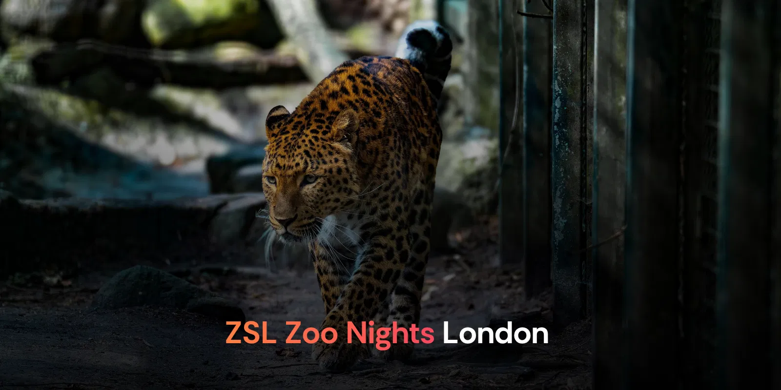 Zsl Zoo Nights London 2026 Adults Only Summer Evenings