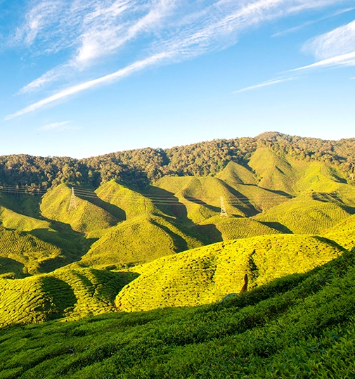 Cameron Highlands Mobile