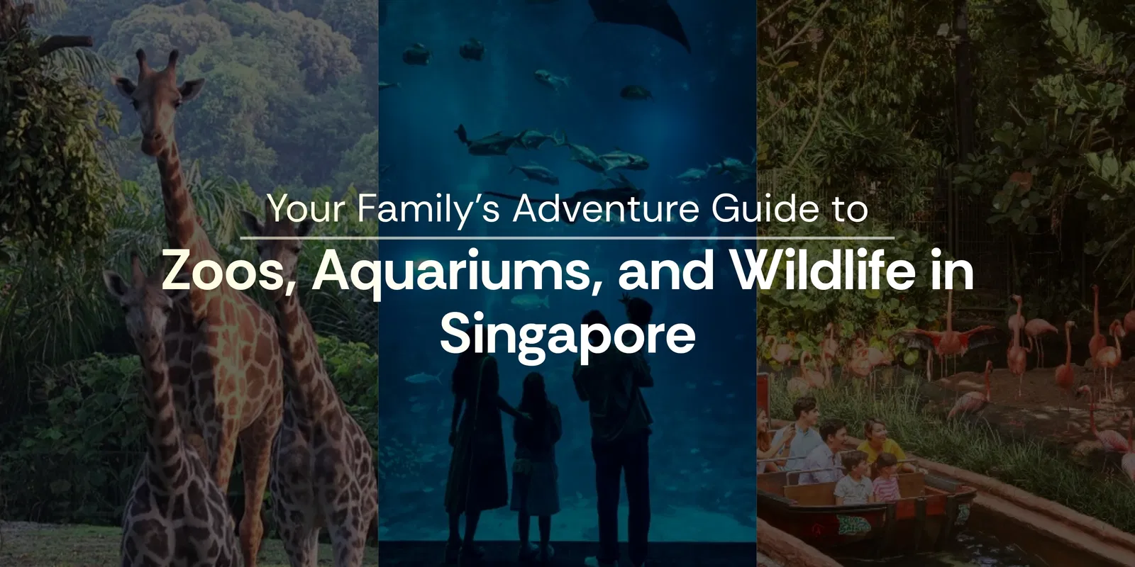Your Family S Adventure Guide to Zoos, Aquariums, and Wildlife in Singapore