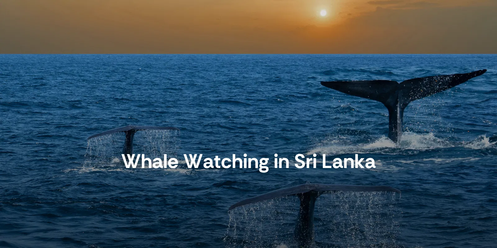 Whale Watching in Sri Lanka