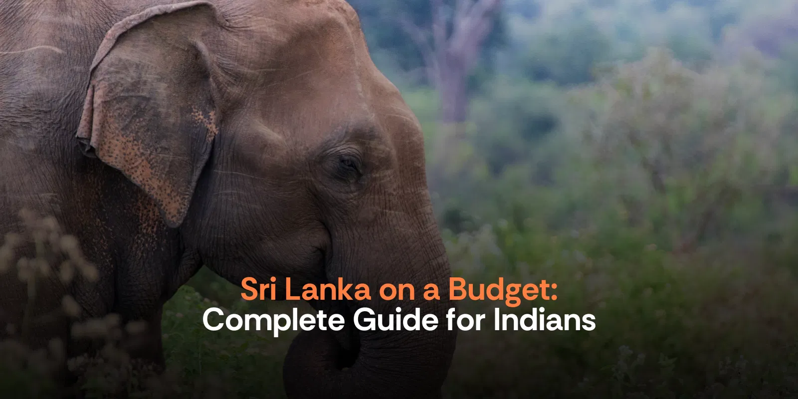 Sri Lanka on a Budget Complete Guide for Indians