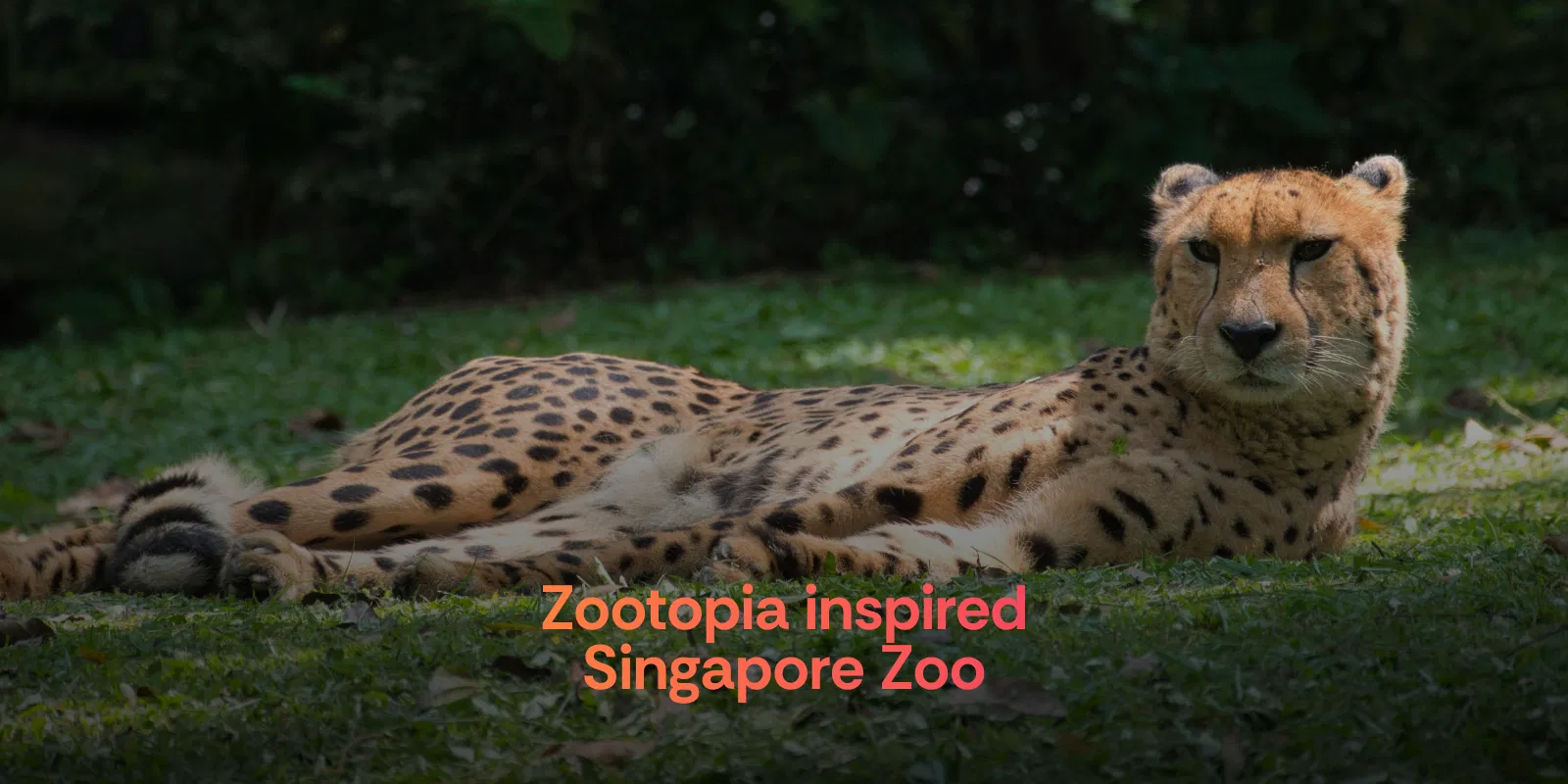Zootopia Inspired Singapore Zoo   Singapore   Alike